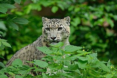 黑暗幻想风战略模拟新作 《Redemption Reapers》正式发售